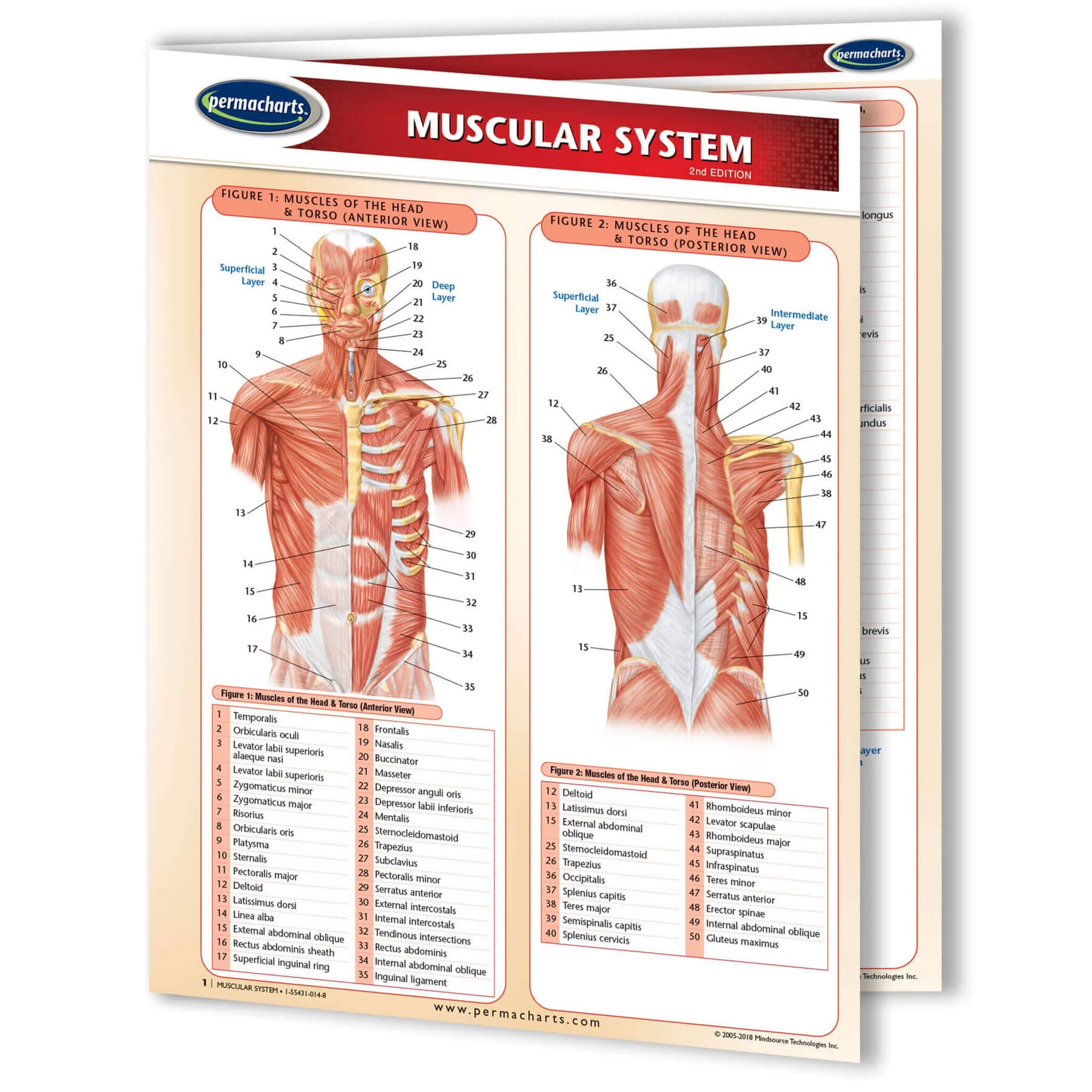 Muscular System Perma Chart, Laminated Anatomical Chart For Clinicians