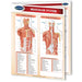 Muscular System Perma Chart front cover