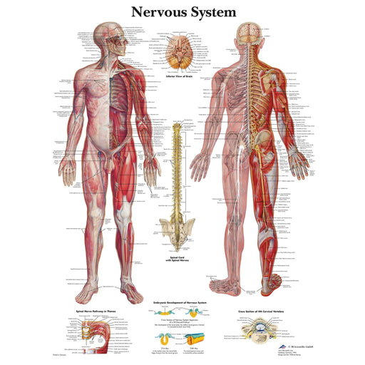 Nervous System laminated chart male body