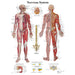 Nervous System laminated chart male body