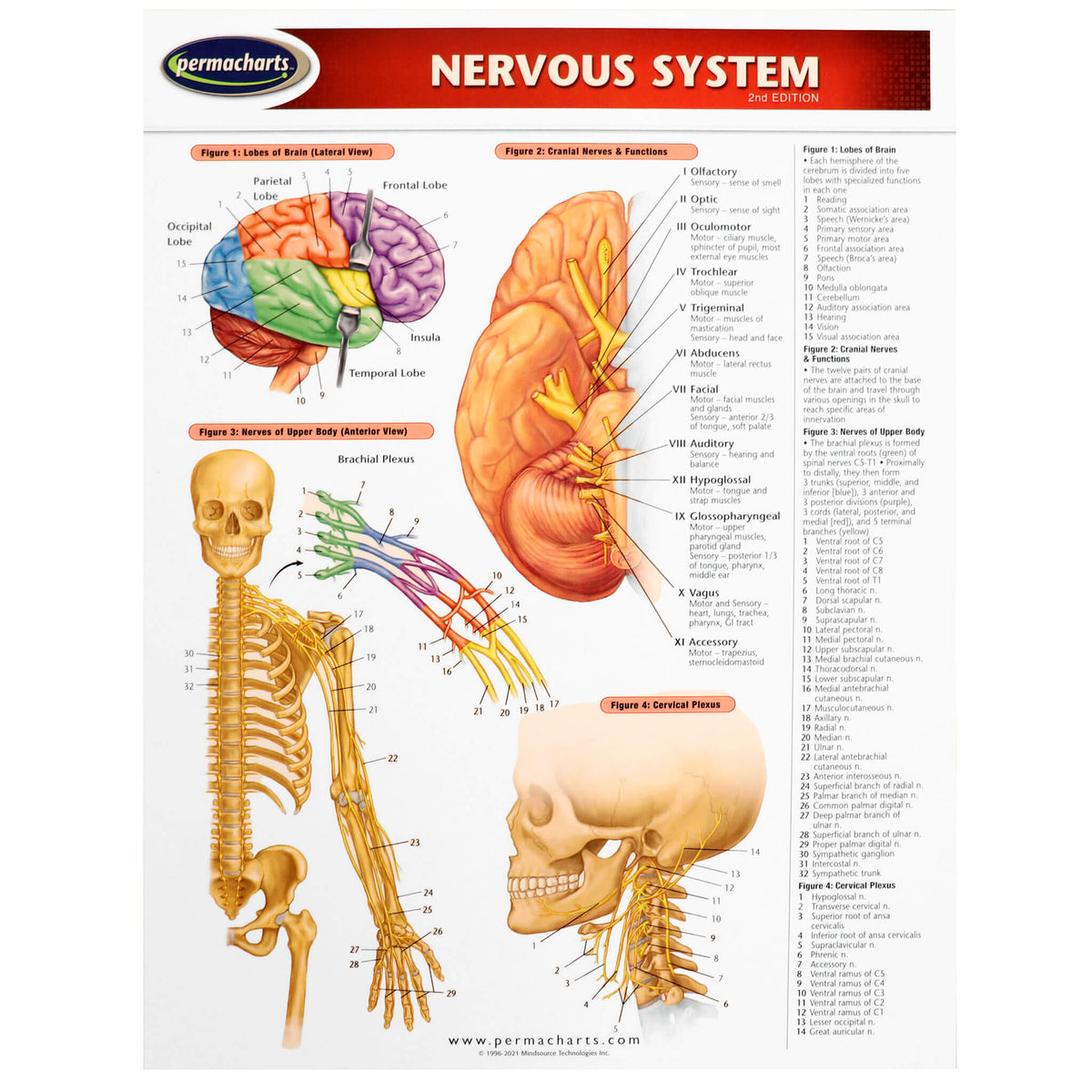 Sinapy System Nervous System Chart