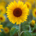 A sunflower close up