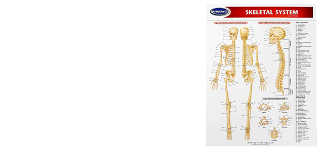 Permachart Skeletal System front cover