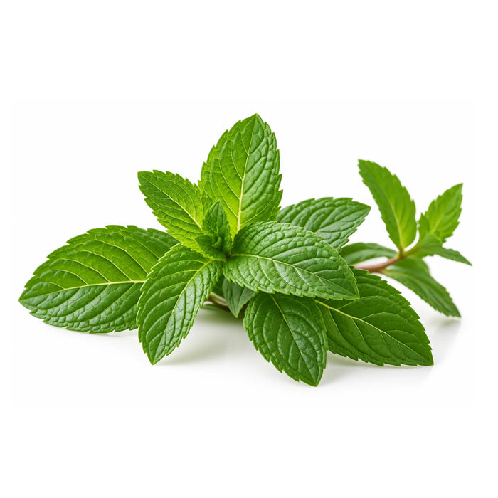 SacredEarth Organic Peppermint Essential Oil