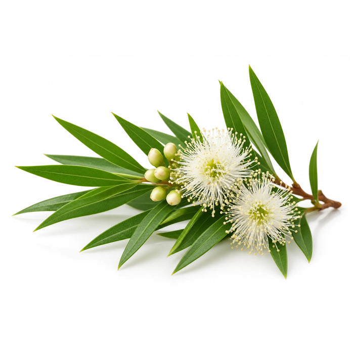 SacredEarth Organic Tea Tree Essential Oil