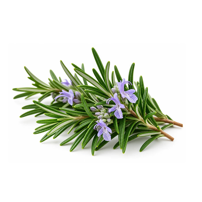 SacredEarth Organic Rosemary Essential Oil