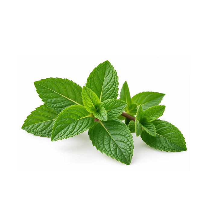 SacredEarth Organic Spearmint Essential Oil