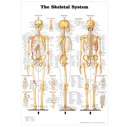 Skeletal System Laminated Chart 