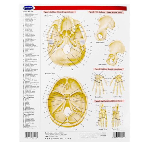 Skeletal System Perma Chart back