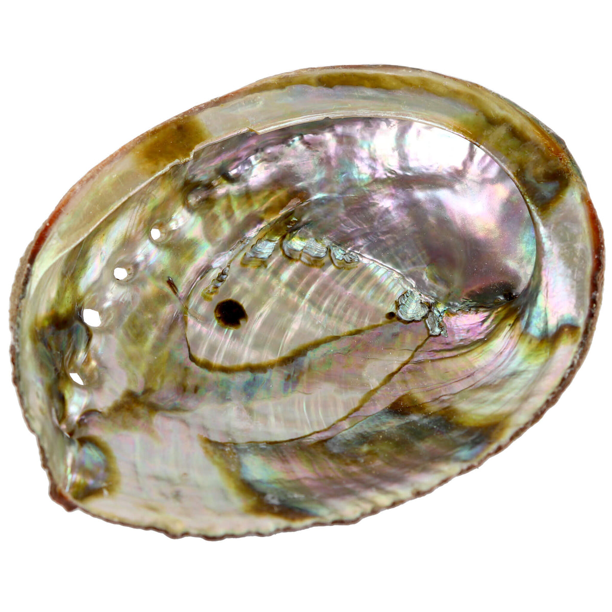 Buy a Smudging Abalone Shell - a Beautiful and Practical Smudging Tool
