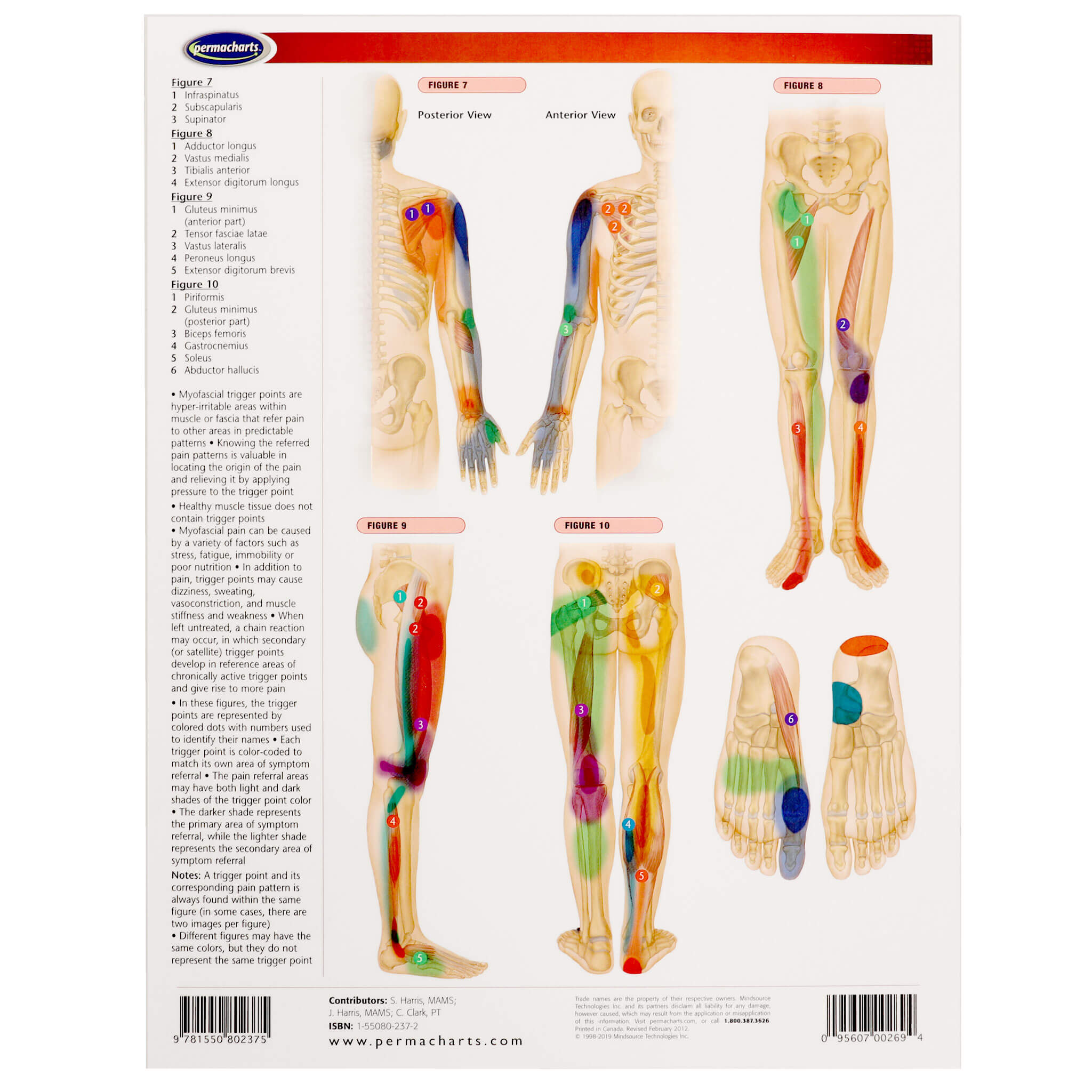 PermaChart Anatomical Guides for Therapeutic and Medical Reference