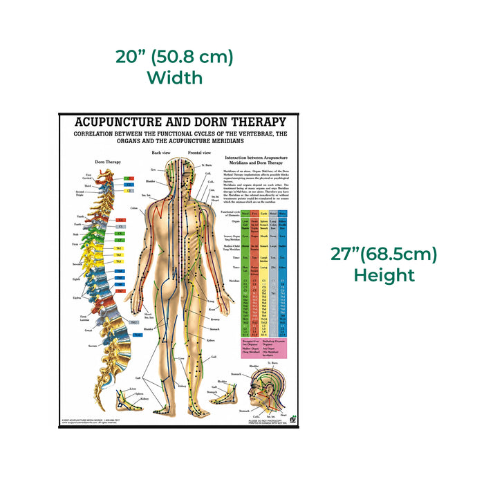 the size 20' x 27' of  Laminated acupuncture and Dorn therapy chart illustrating body points and alignment techniques, with detailed anatomical markings for therapeutic and educational use.