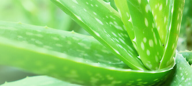 Close up image of a aloe vera