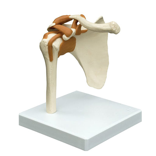 Shoulder joint anatomy model with ligaments