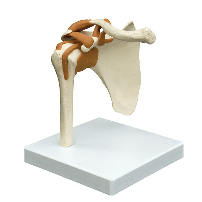 Shoulder joint anatomy model with ligaments