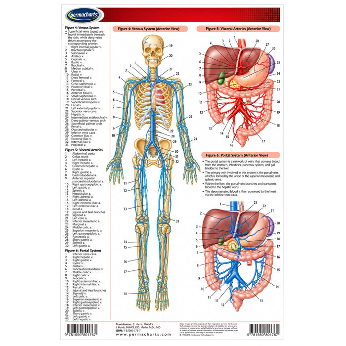 8.5 x 11 size of circulatory system permachart showing venous system, visceral arteries, portal system 