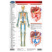8.5 x 11 size of circulatory system permachart showing venous system, visceral arteries, portal system 