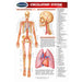 Permachart's 8.5 x 11 size of circulatory system permachart showing arterial system, arteries of the head and neck, heart and lungs anterior view 