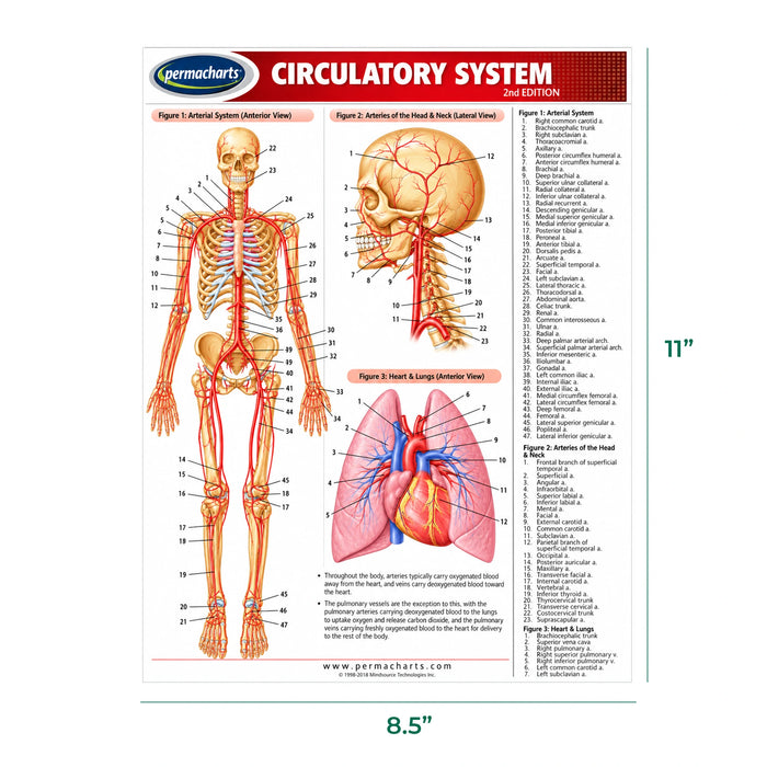 Dimensions of Permachart's 8.5 x 11 size of circulatory system permachart showing arterial system, arteries of the head and neck, heart and lungs anterior view 
