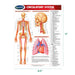 Dimensions of Permachart's 8.5 x 11 size of circulatory system permachart showing arterial system, arteries of the head and neck, heart and lungs anterior view 