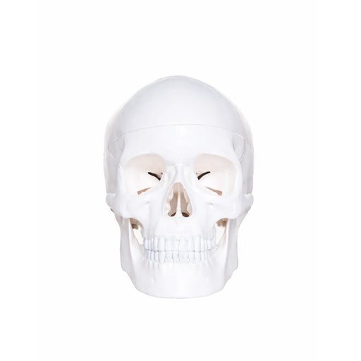 Human Skull Budget Model 3 part  skull replica front view
