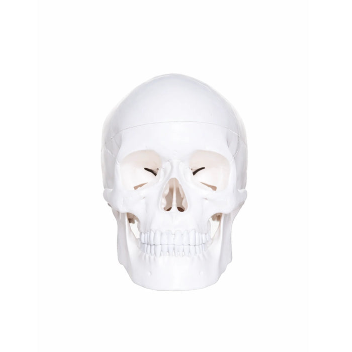 Human Skull Budget Model 3 part  skull replica front view