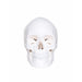 Human Skull Budget Model 3 part  skull replica front view