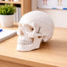Human Skull Budget Model on the table on teaching settings and medical office