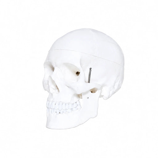 Human Skull Budget Model 3 part  skull replica side view