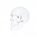 Human Skull Budget Model 3 part  skull replica side view