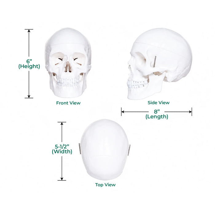 Human Skull Budget Model 3 part  skull replica size