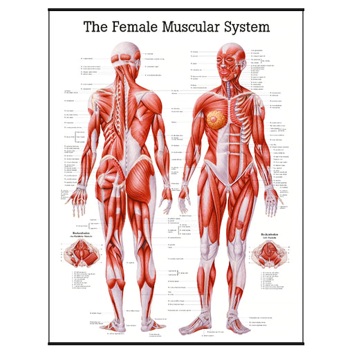 Female muscular system laminated educational poster showing detailed front and back muscle anatomy illustration on a clean white background.