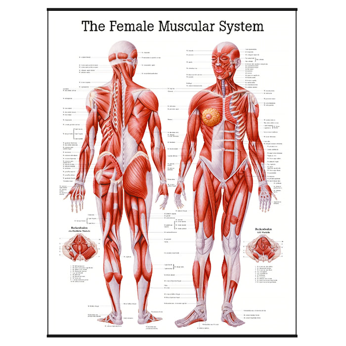 Female muscular system laminated educational poster showing detailed front and back muscle anatomy illustration on a clean white background.