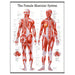 Female muscular system laminated educational poster showing detailed front and back muscle anatomy illustration on a clean white background.