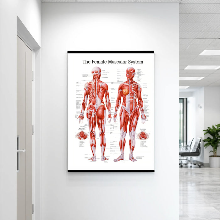 Female muscular system laminated anatomy poster hanging on a clinic or classroom wall for medical education and reference.