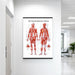 Female muscular system laminated anatomy poster hanging on a clinic or classroom wall for medical education and reference.