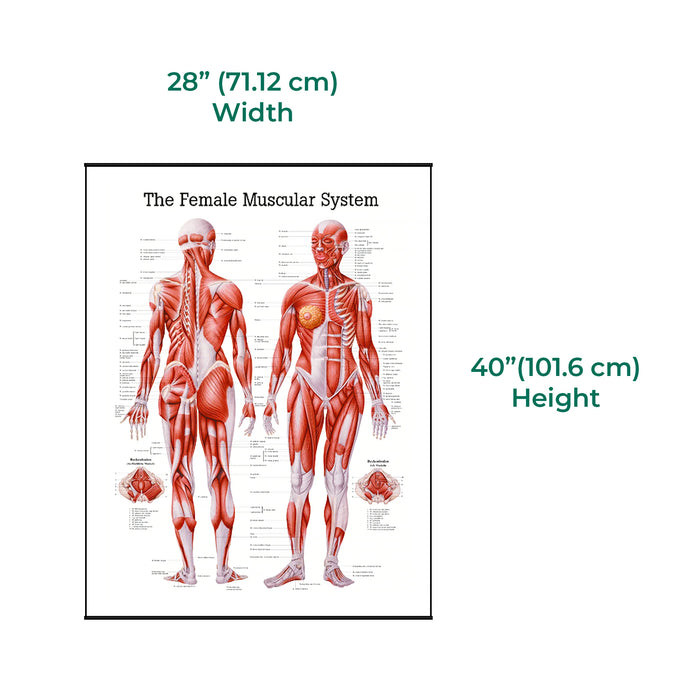 Female muscular system laminated poster, available in classroom and clinic display size with clear anatomical labeling and durable finish.