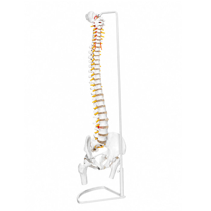 back view flexible spine skeleton model with pelvis on stand, 47 cm tall
