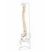 back view flexible spine skeleton model with pelvis on stand, 47 cm tall