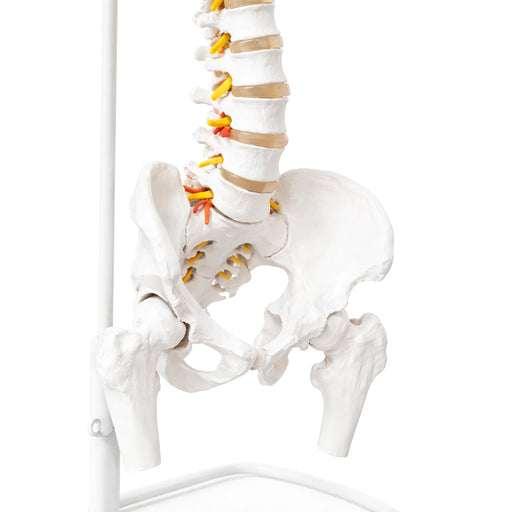 close up view of flexible vertebral column skeleton showing natural spine curvature and nerves