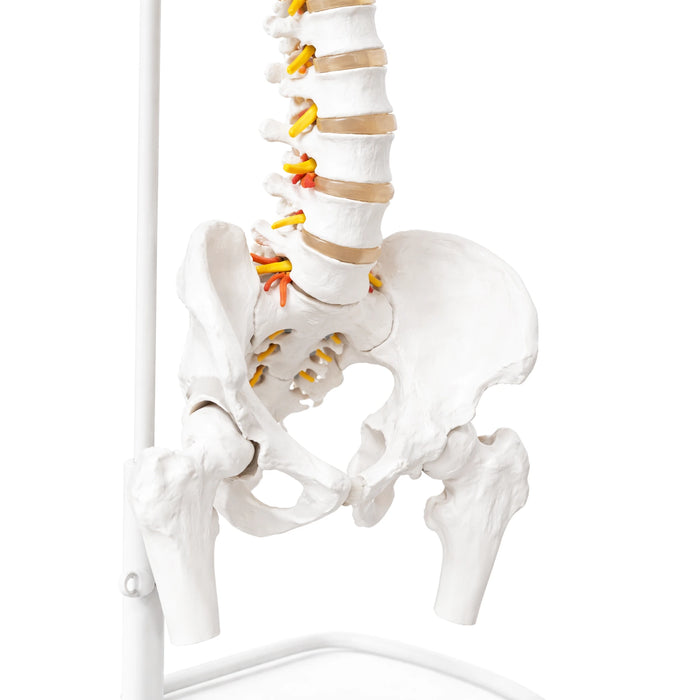close up view of flexible vertebral column skeleton showing natural spine curvature and nerves