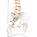 close up view of flexible vertebral column skeleton showing natural spine curvature and nerves