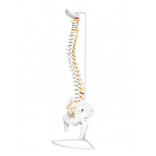 Flexible vertebral column desk size skeleton model with pelvis and nerves on stand