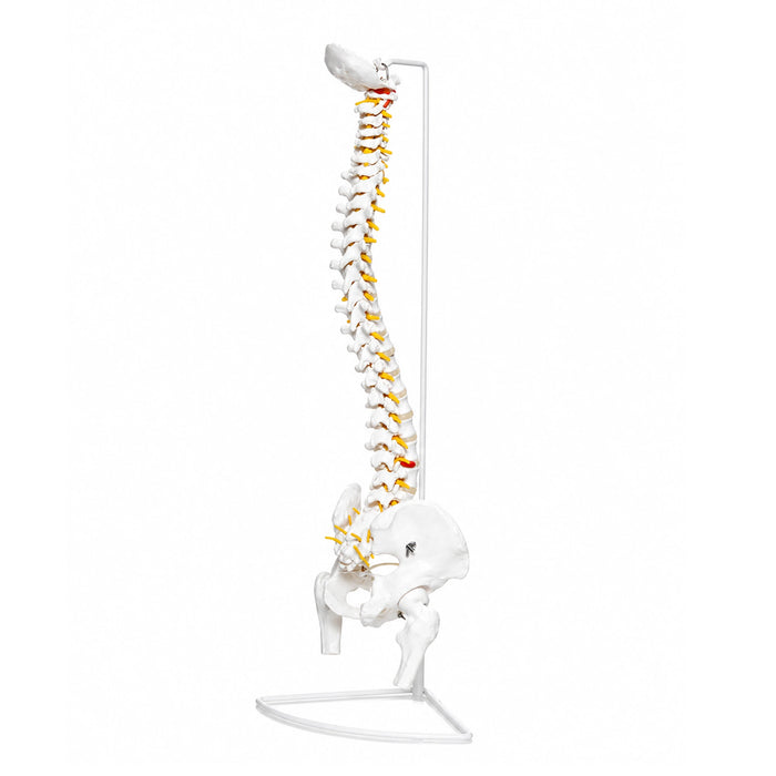 Flexible vertebral column desk size skeleton model with pelvis and nerves on stand