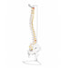 Flexible vertebral column desk size skeleton model with pelvis and nerves on stand