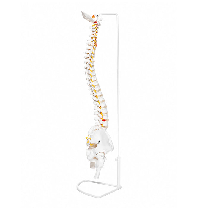 Side view of flexible vertebral column skeleton showing natural spine curvature and nerves