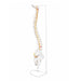 Side view of flexible vertebral column skeleton showing natural spine curvature and nerves