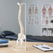 Anatomy spine model on desk in physiotherapy room with treatment table in background