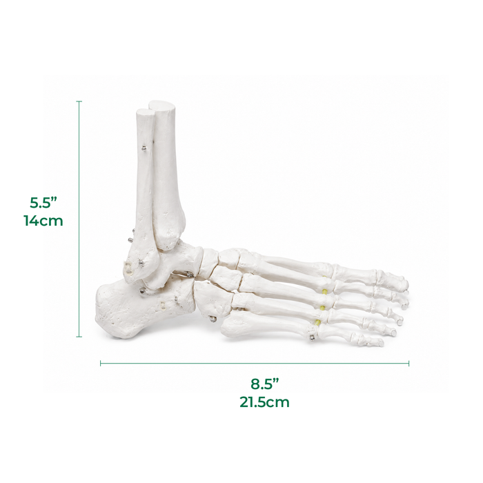 Foot Skeleton with Portion of Tibia and Fibula