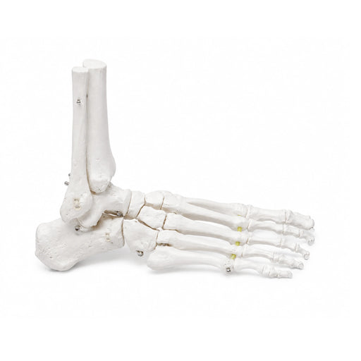 Foot Skeleton with Portion of Tibia and Fibula